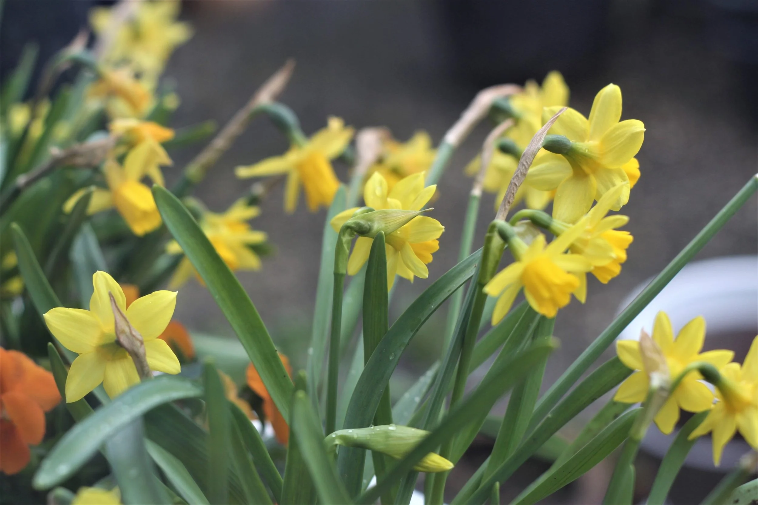 Narcissus 'Tête `a Tête' - The First Sign of Spring