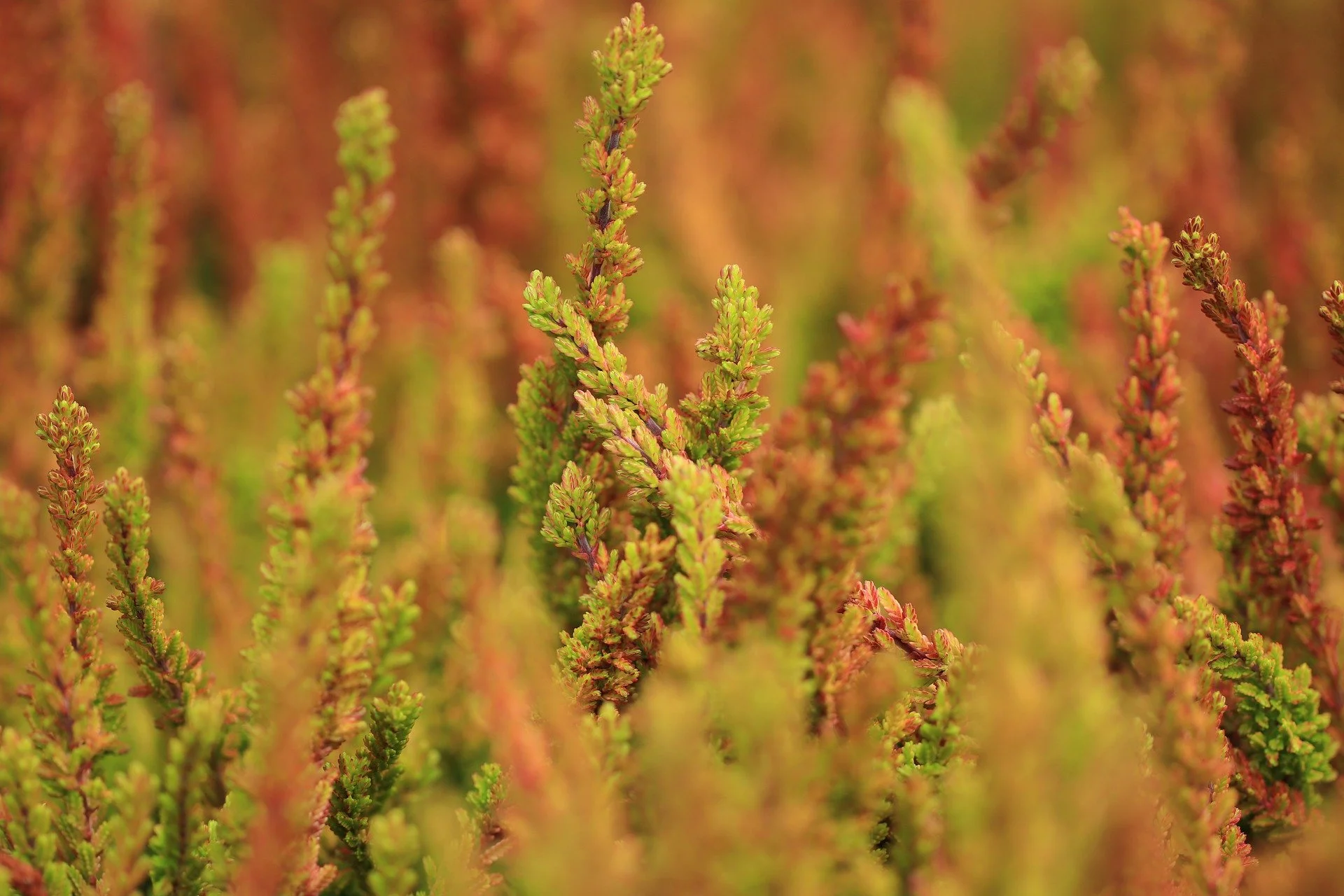 Golden heather