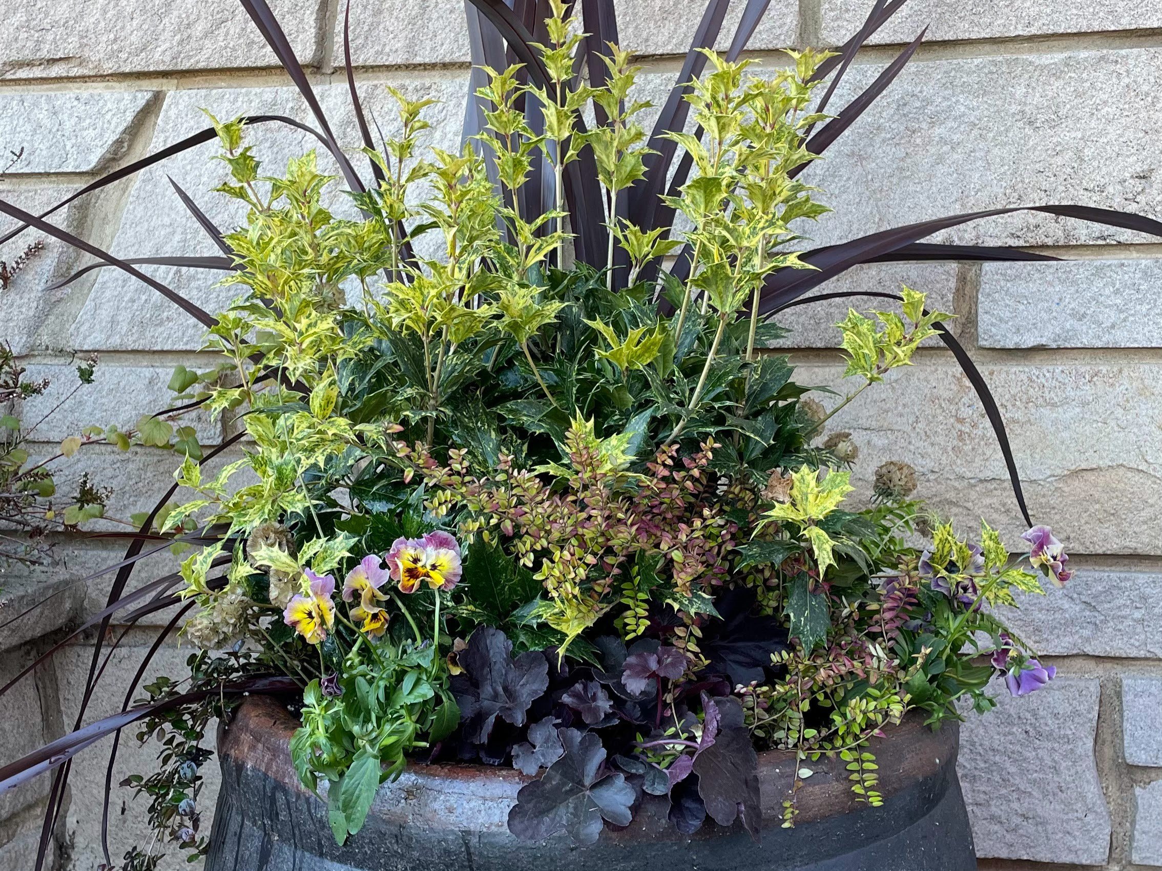 Monrovia Osmanthus 'Goshiki' the focal plant in a fall container planted in gold, burgundy and green tones