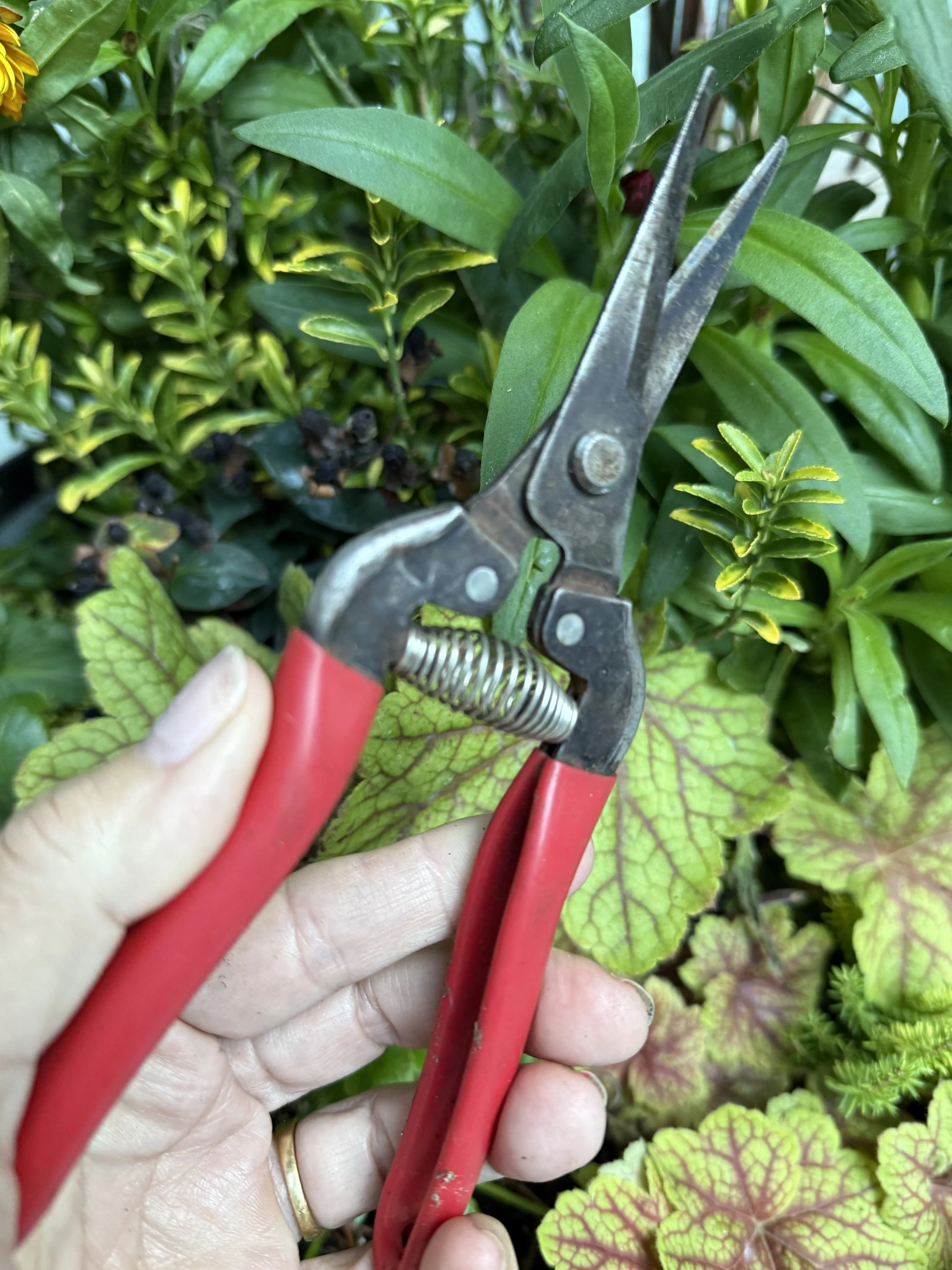 A person holding gardening shears among green and variegated leaves, with red plant stems in the foreground.