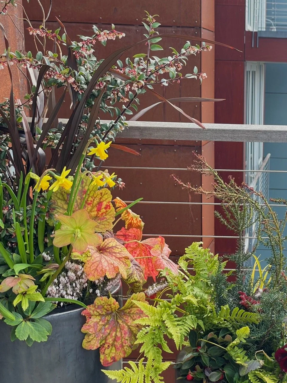 Seasonal container with tete a tetes in bloom