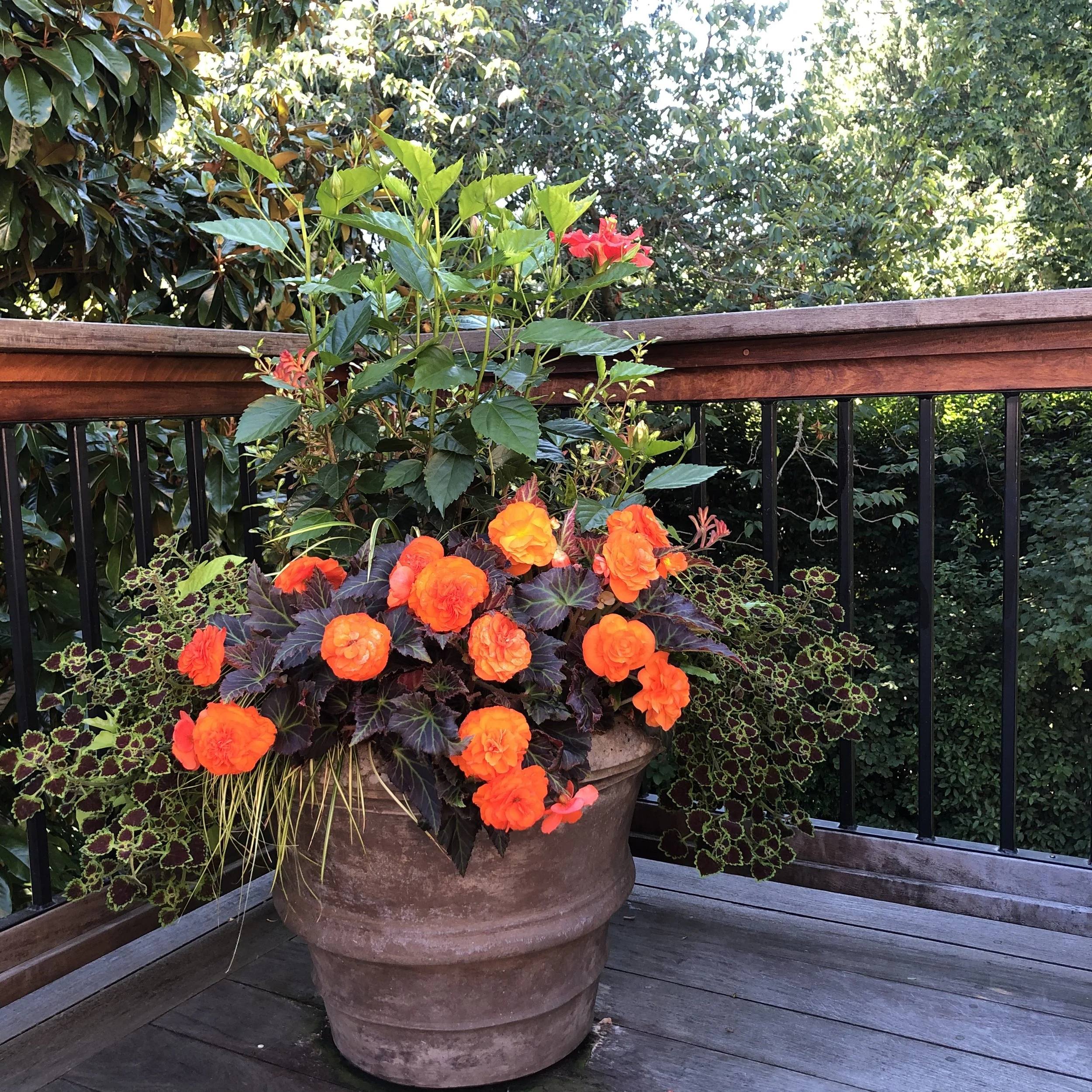 Orange flower themed planting, hibiscus, begonia, Coleus Burgundy Wedding Train in a concrete container