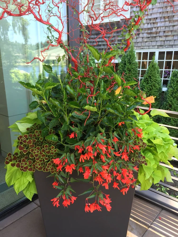 A large outdoor planter filled with various flowering plants and greenery, including red and yellow flowers, set on a balcony or patio with a view of trees and houses in the background.
