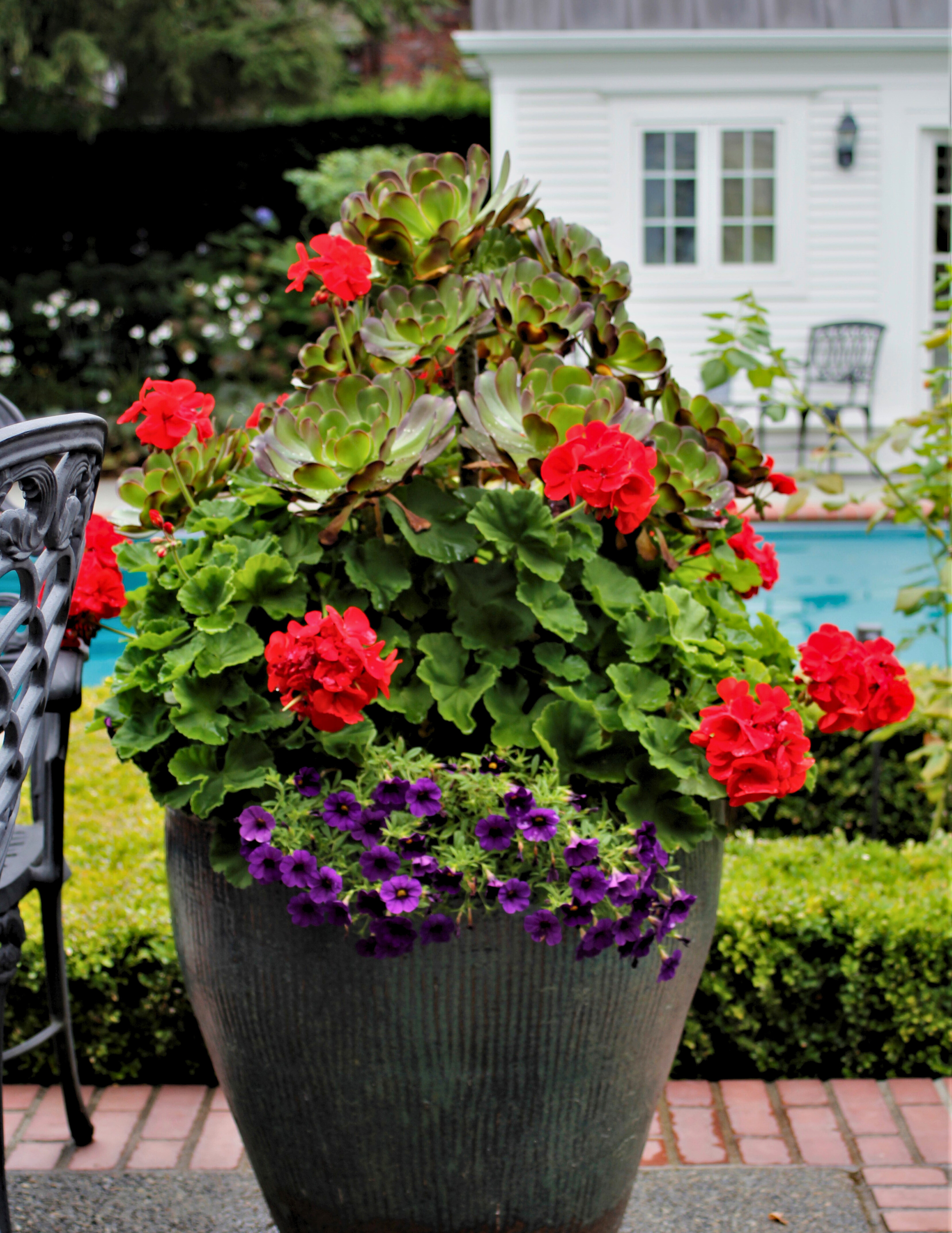 Large outdoor planter filled with vibrant red and purple calibrachoa, and an aeonium, situated on a brick and concrete patio, garden, poolhouse, and pool  in the background.
