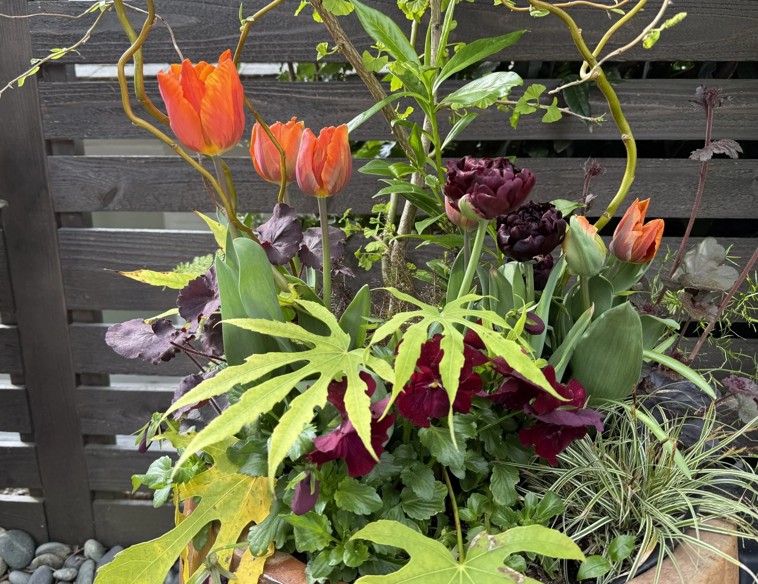 Princes Irene tulips blooming alongside burgundy tulips and rose colored pansies for spring blooms