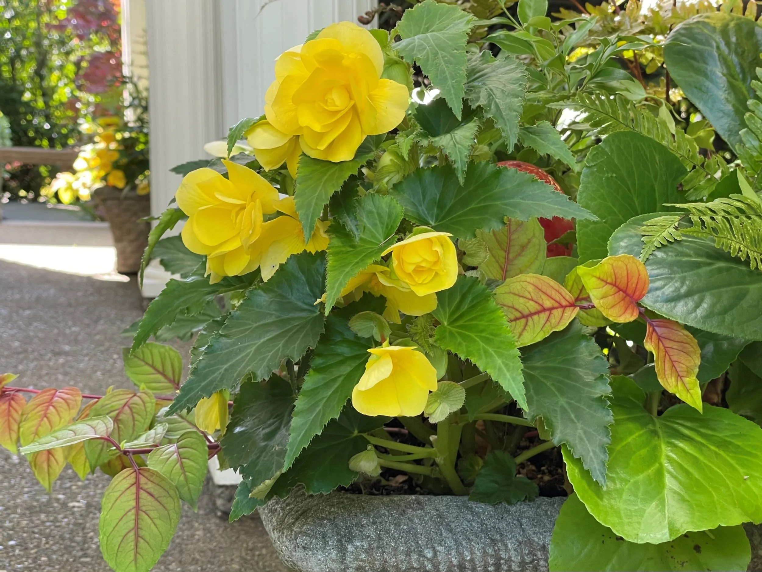 Bring a Sunny Disposition to Your Container Plantings