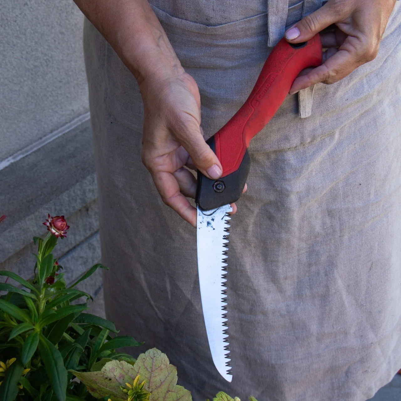 Person holding a hand saw with a red handle next to some plants.