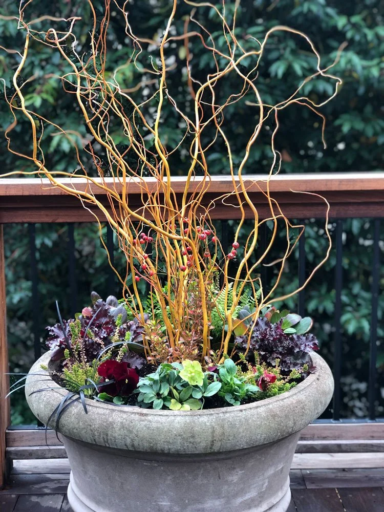 A large, round stone pot on a wooden deck, filled with curly, yellowish-orange twigs and a variety of green and purple plants and flowers, with a green leafy background.