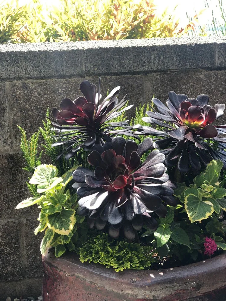 Purple and green succulent plants in a pot outdoors, with sunlight and a stone wall in the background.