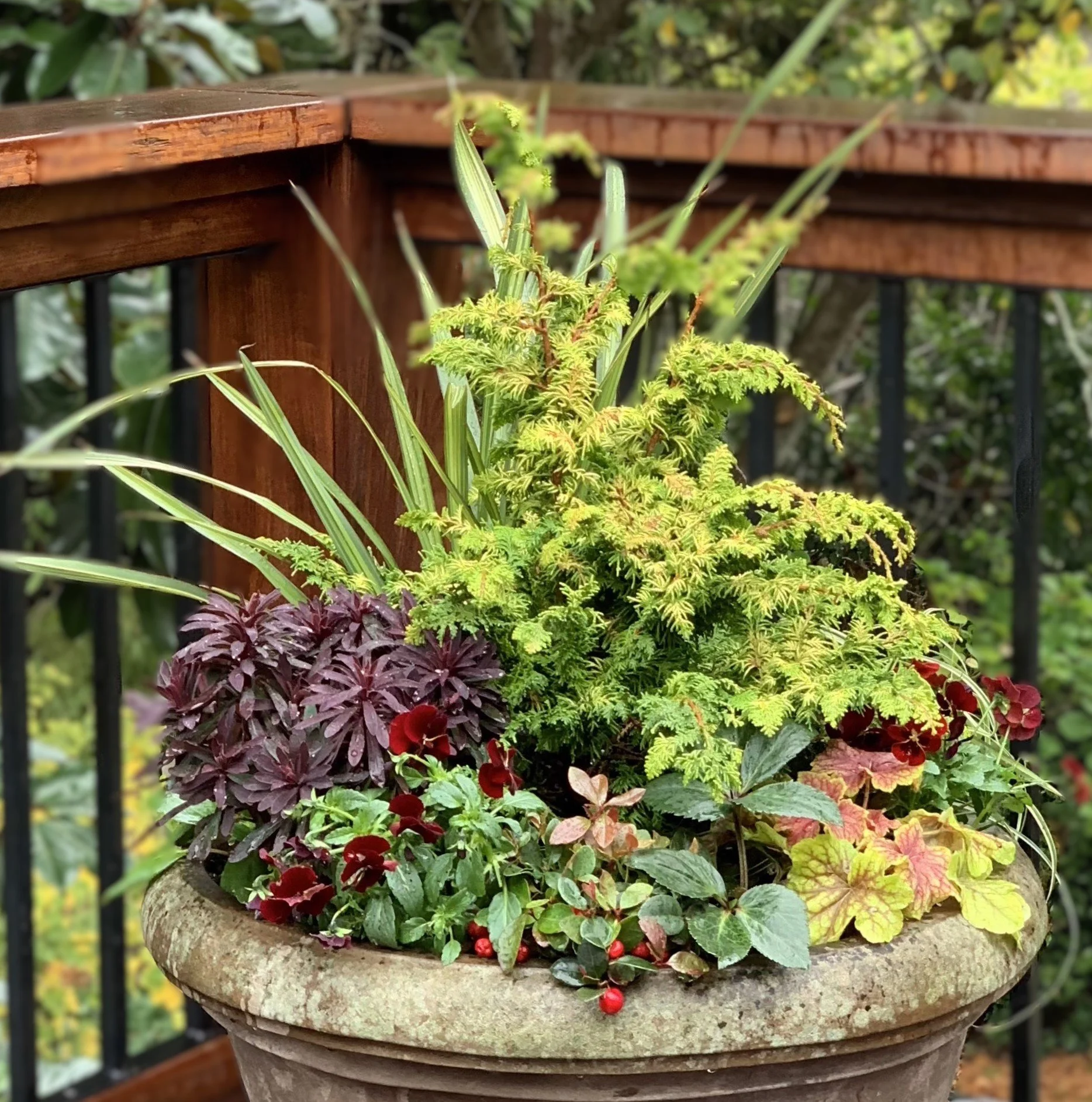 Fern Spray False Cypress adds brightness and is the structural star in this fall themed container planting.