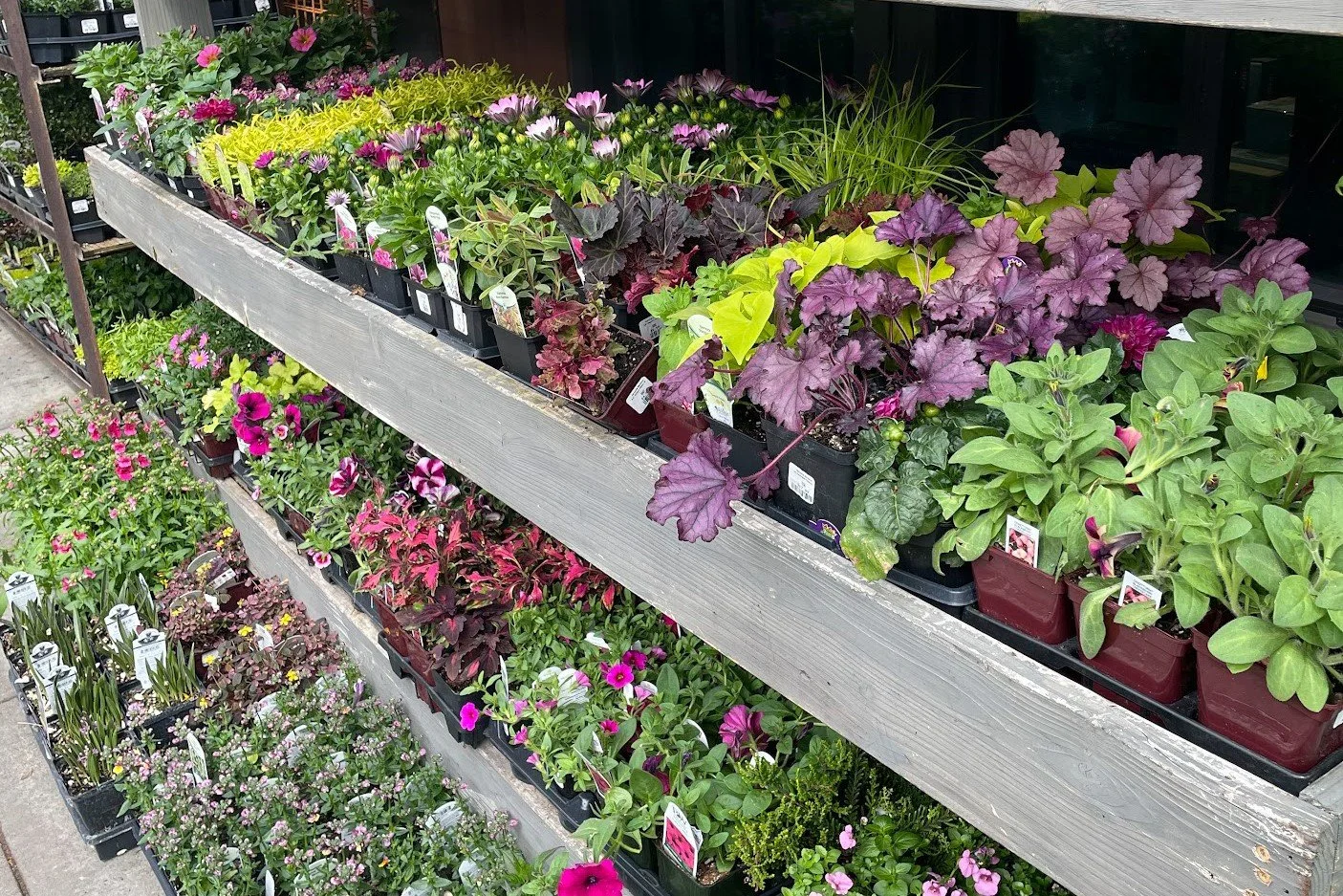 The Art of Selection: Crafting a Stunning Container Garden with the Right Plants