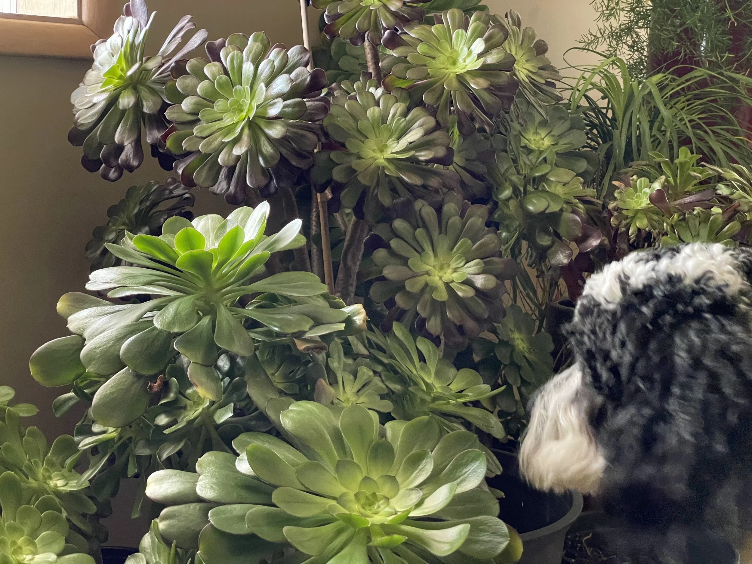 Winter set-up, moving aeoniums inside for winter protection