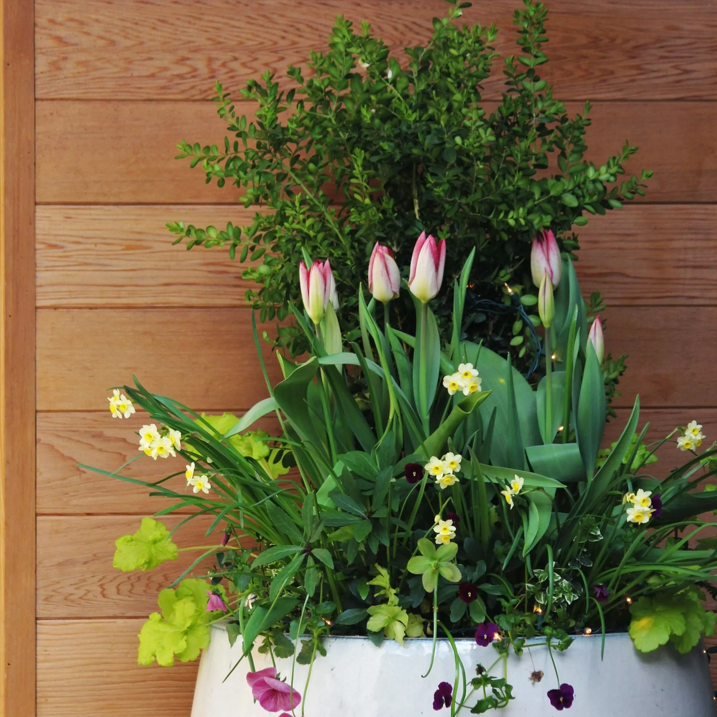 A variety of pink, purple, and yellow flowers in a white pot against a wooden wall background.