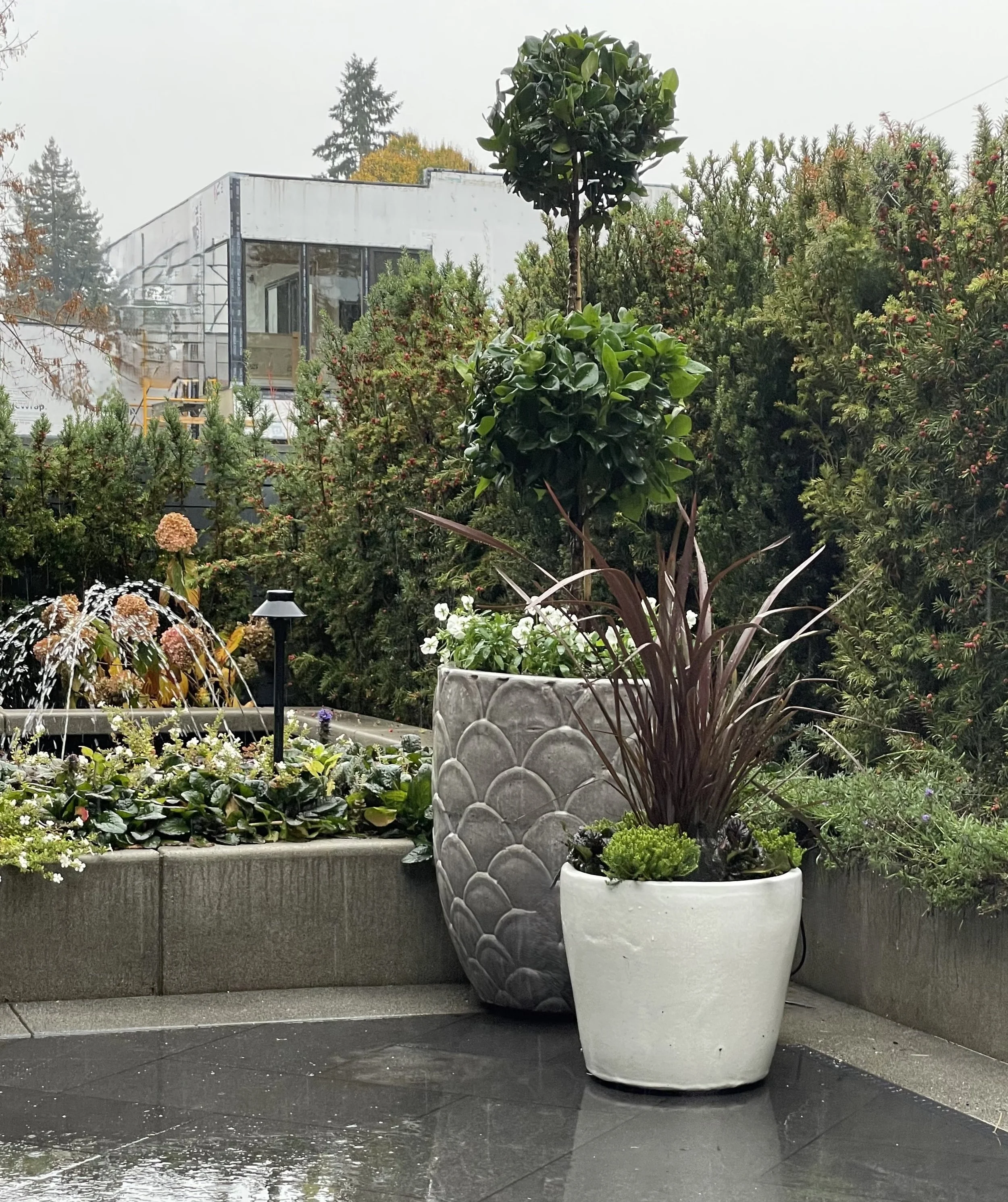 Ligustrum double ball topiary in container underplanted with pansies next to a smaller white container with phormium, and other seasonal plants to soften a corner of a patio.