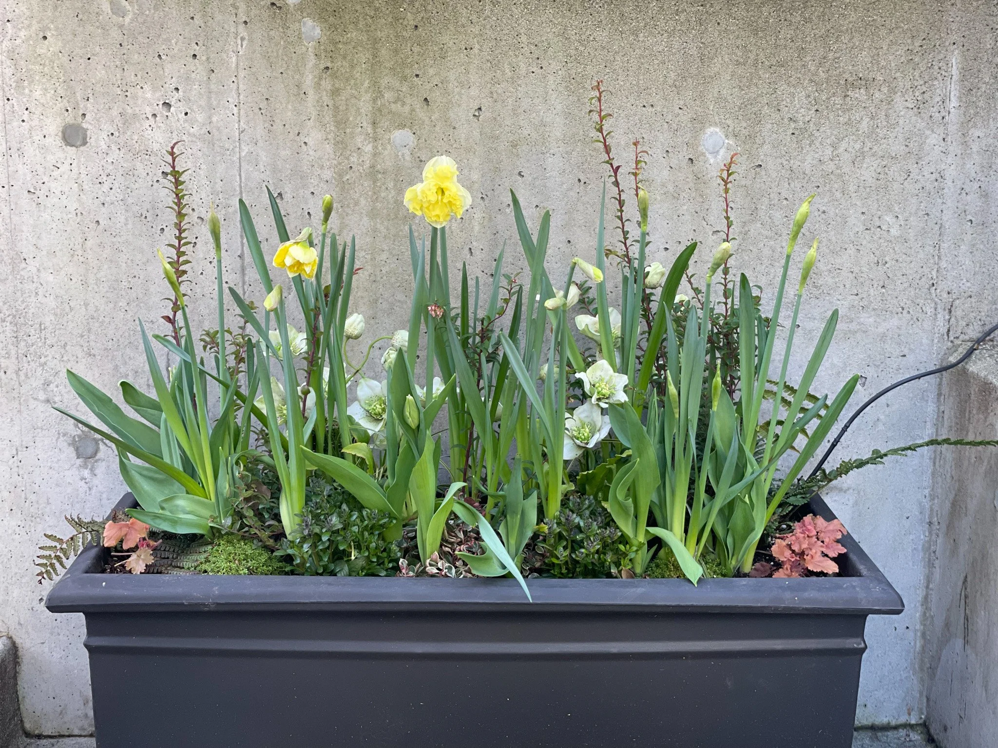 In a black rectangular flowerpot, there are tall yellow and white flowers with green stems and leaves, along with small ferns and ground-cover plants. The flowerpot is placed on a concrete surface against a textured concrete wall.