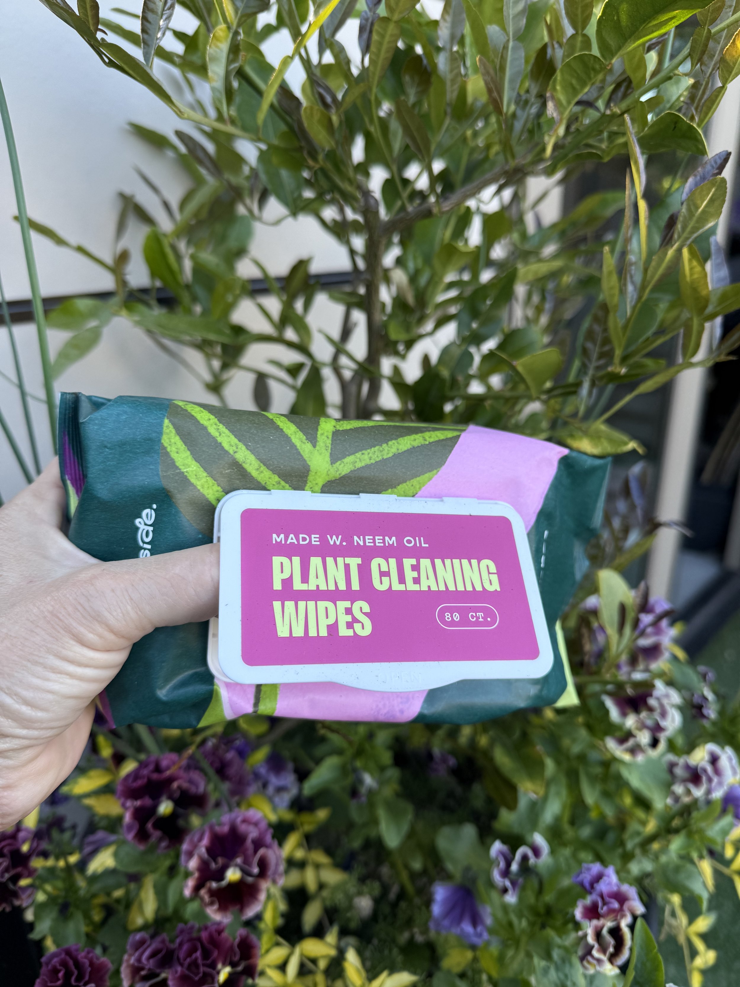 A hand holding a packet of plant cleaning wipes in front of a green leafy plant with purple flowers.