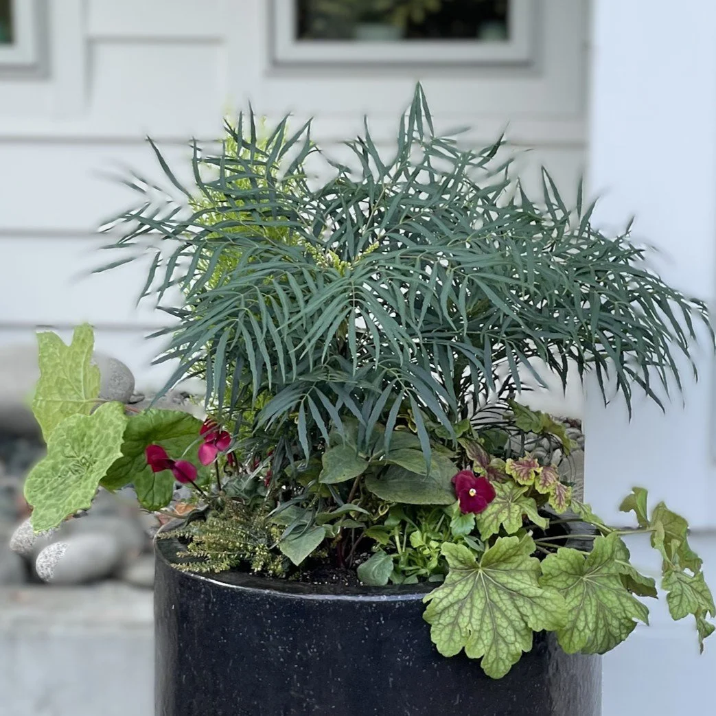 Mahonia Soft Caress the focal plant with its lacy leaves underplanted with a heath, a hellebore, heuchera, podophyllum 'Spotty Dotty, and rose colored cyclamen and pansies