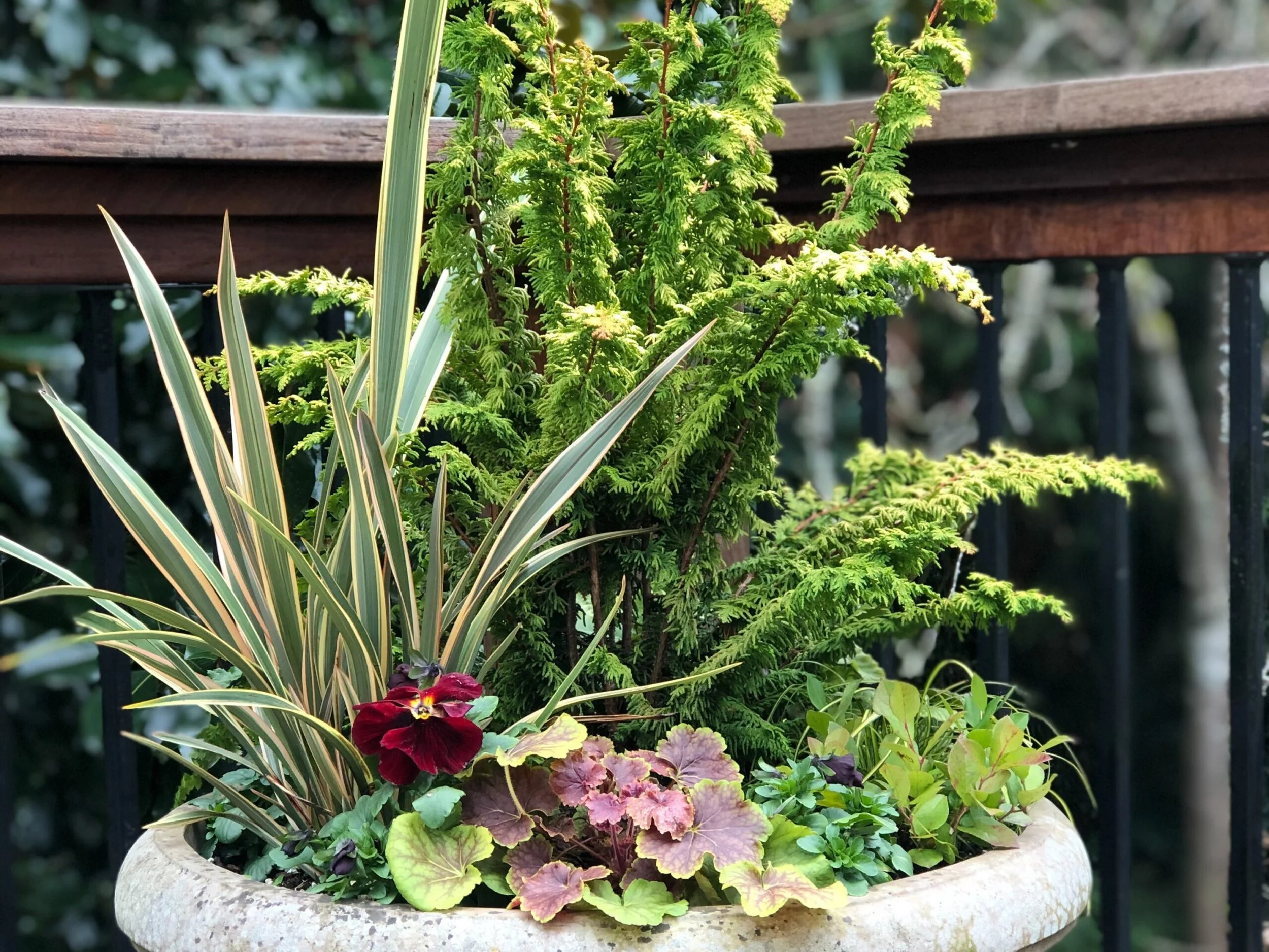 Fernspray False Cypress offering an abundance of texture paired with smooth blades of phormium and palmate leaves of heuchera