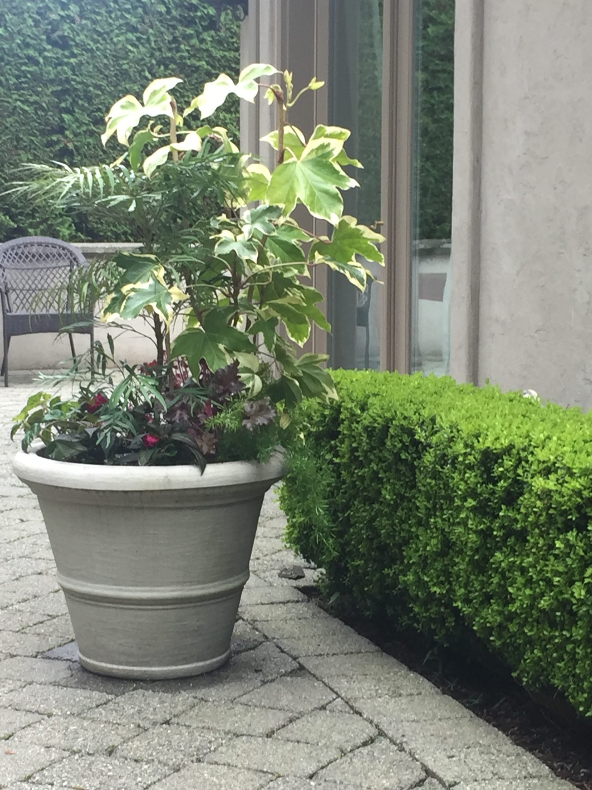 Variegated center plant, underplanted with seasonal annuals in a ivory polyethelene round container