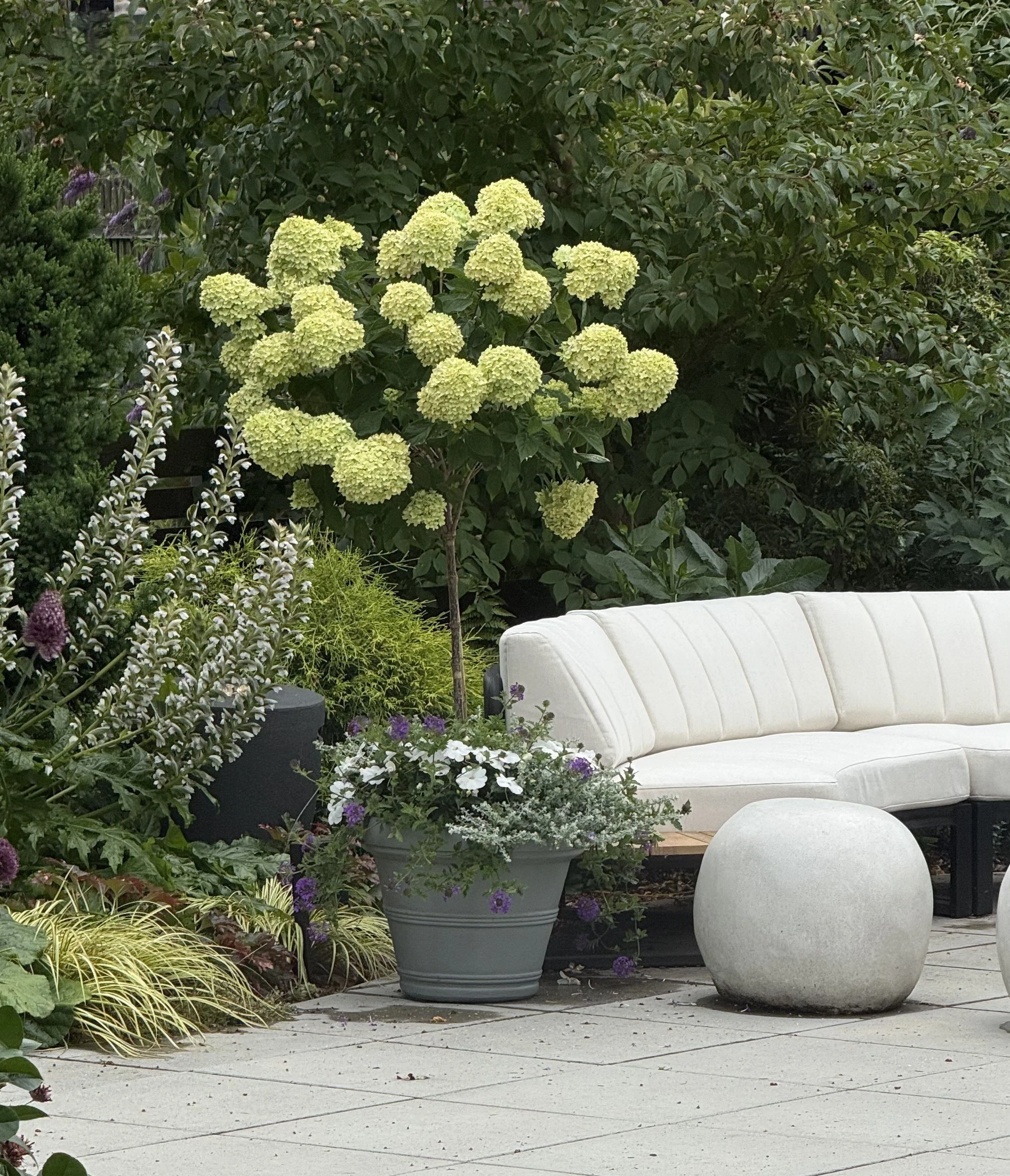 Little Lime Hydrangea patio tree underplanted with white impatiens and purple verbena marking a seating area on a patio
