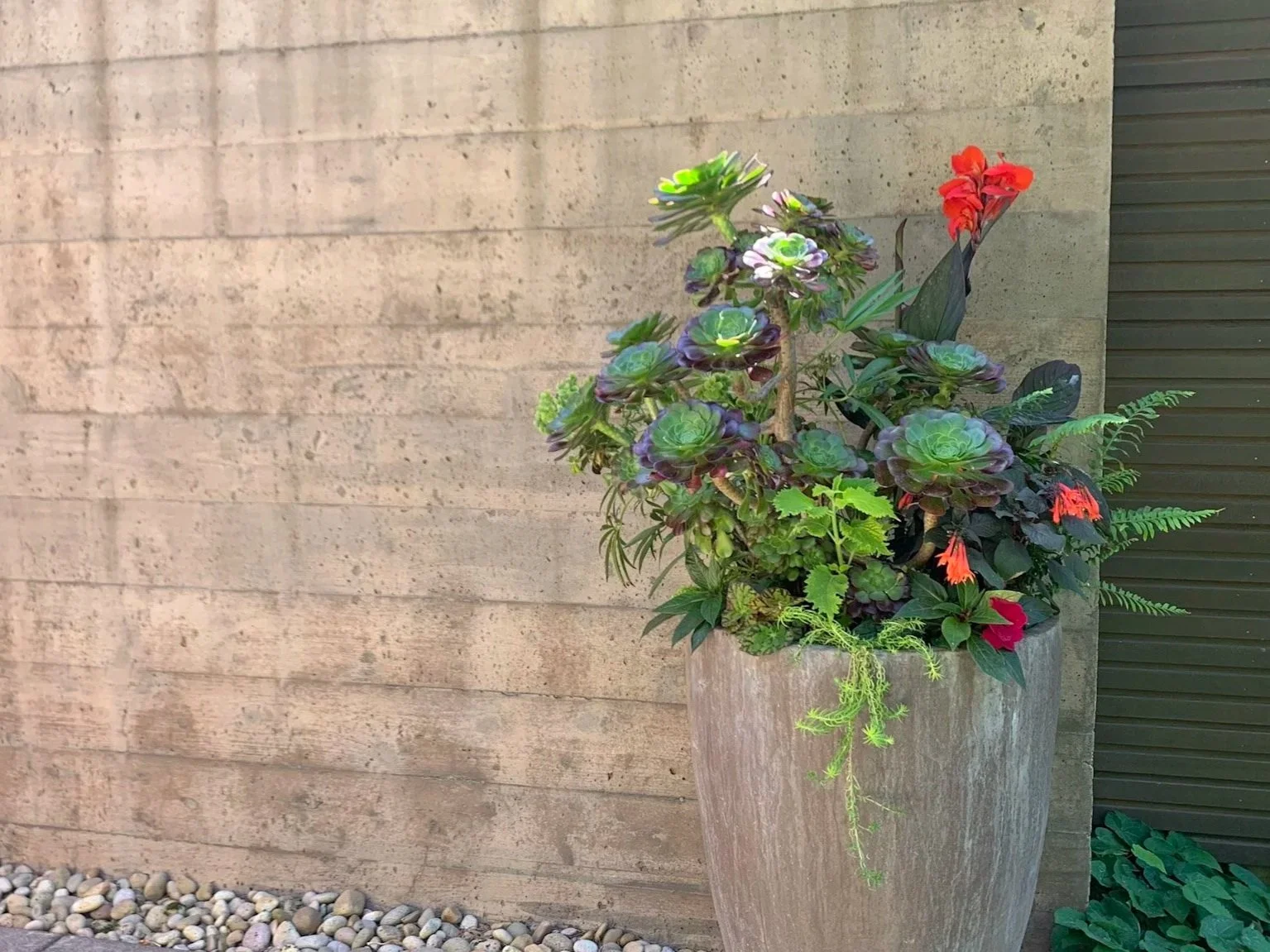 Why I Love Designing with Aeoniums in Containers 