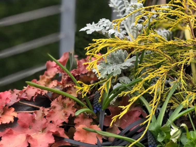 Metallic colors in foliage. Bronze heuchera, silver Dusty Miller, and gold Thread-branch cypress