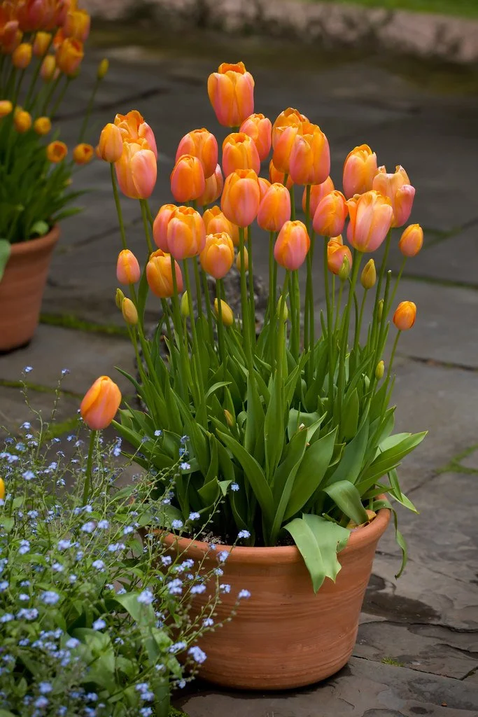 Orange tulips in terracotta pot