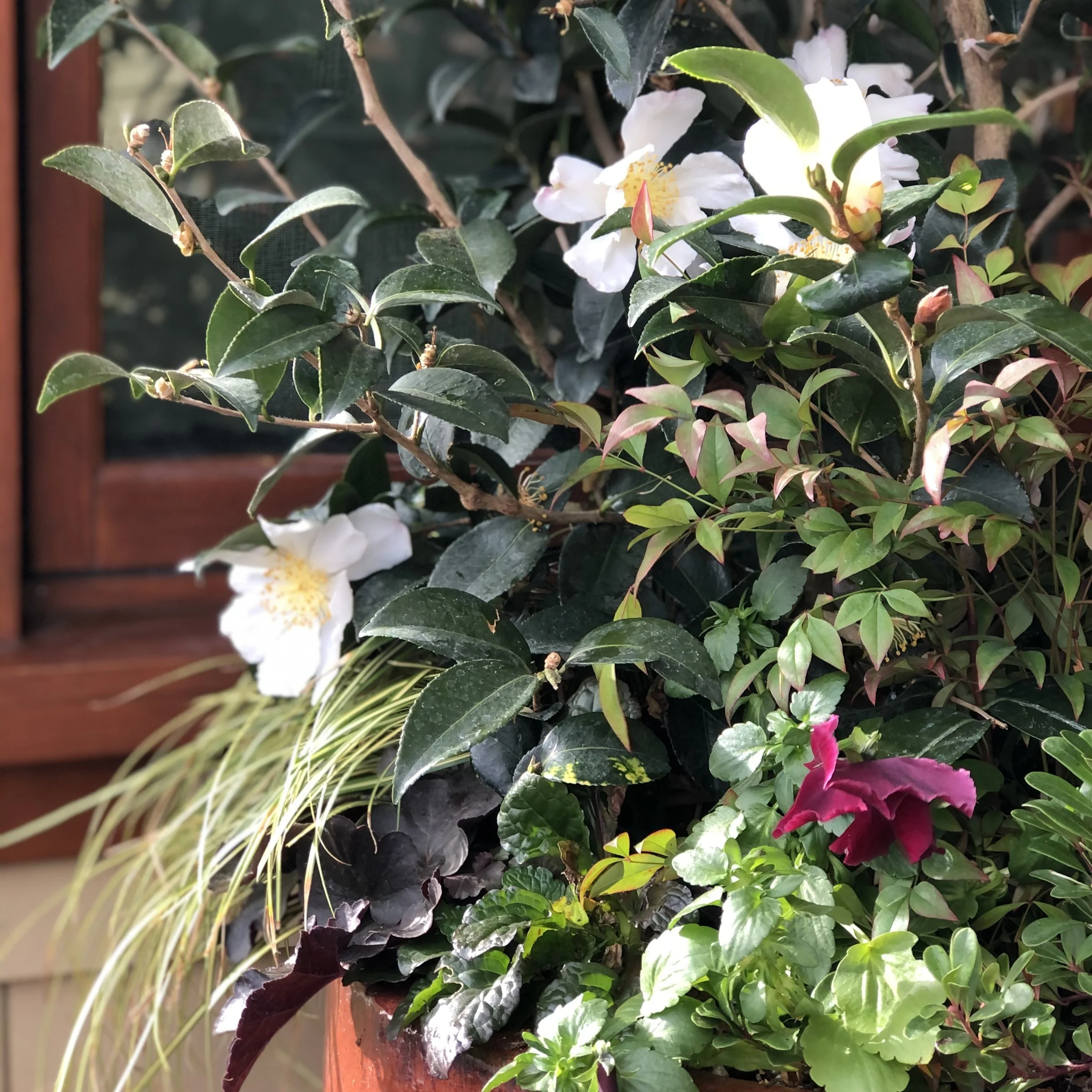 Camellia sasanqua 'Setsugekka' in bloom with white fragrant blooms taking center stage in a mixed fall planting