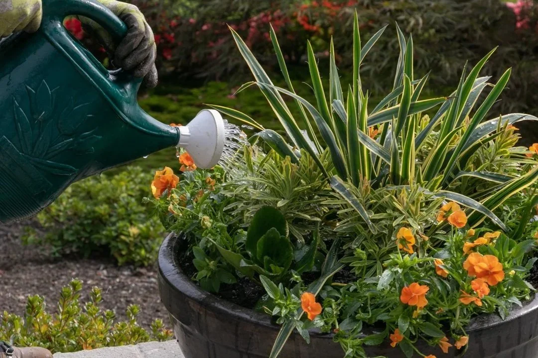 A person watering a large round black planter filled with green plants and orange flowers in a garden.