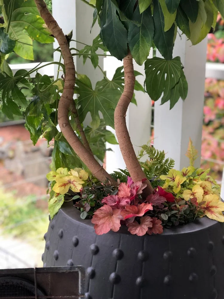 Close-up of a potted houseplant with green leaves, pink and yellowish foliage, and a twisted trunk, placed on a balcony or porch with a white railing.