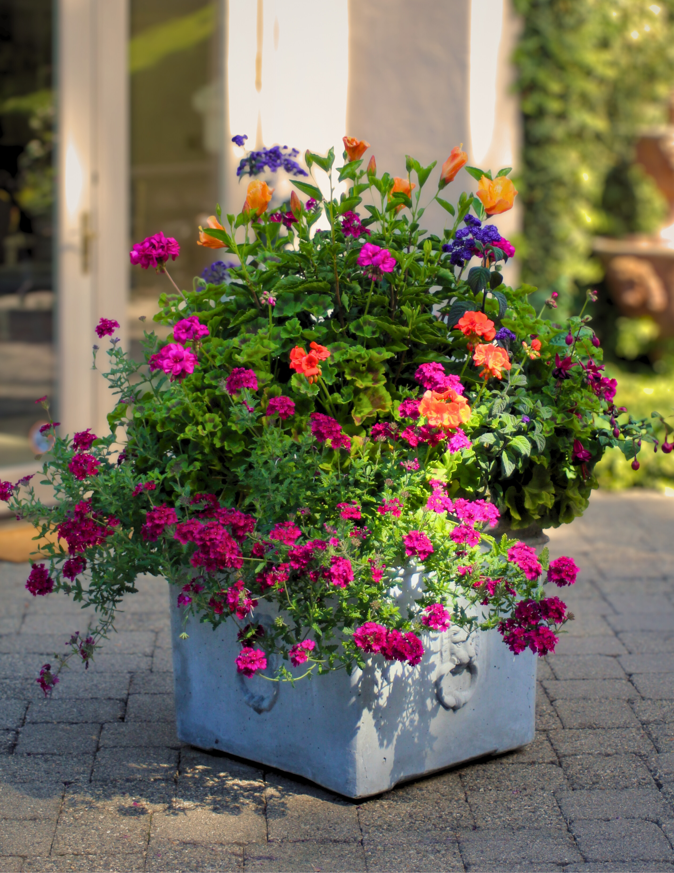 Colorful summer planting in large white cement planter on outdoor patio.