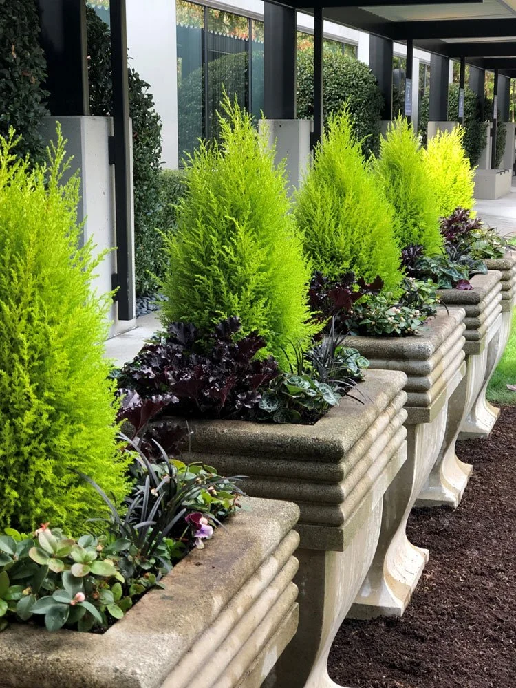 Row of large decorative planters filled with vibrant green and purple plants outside a modern building with glass windows.