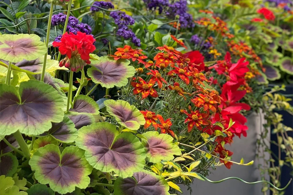Hot Summer Tips for Water-Wise Container Gardening