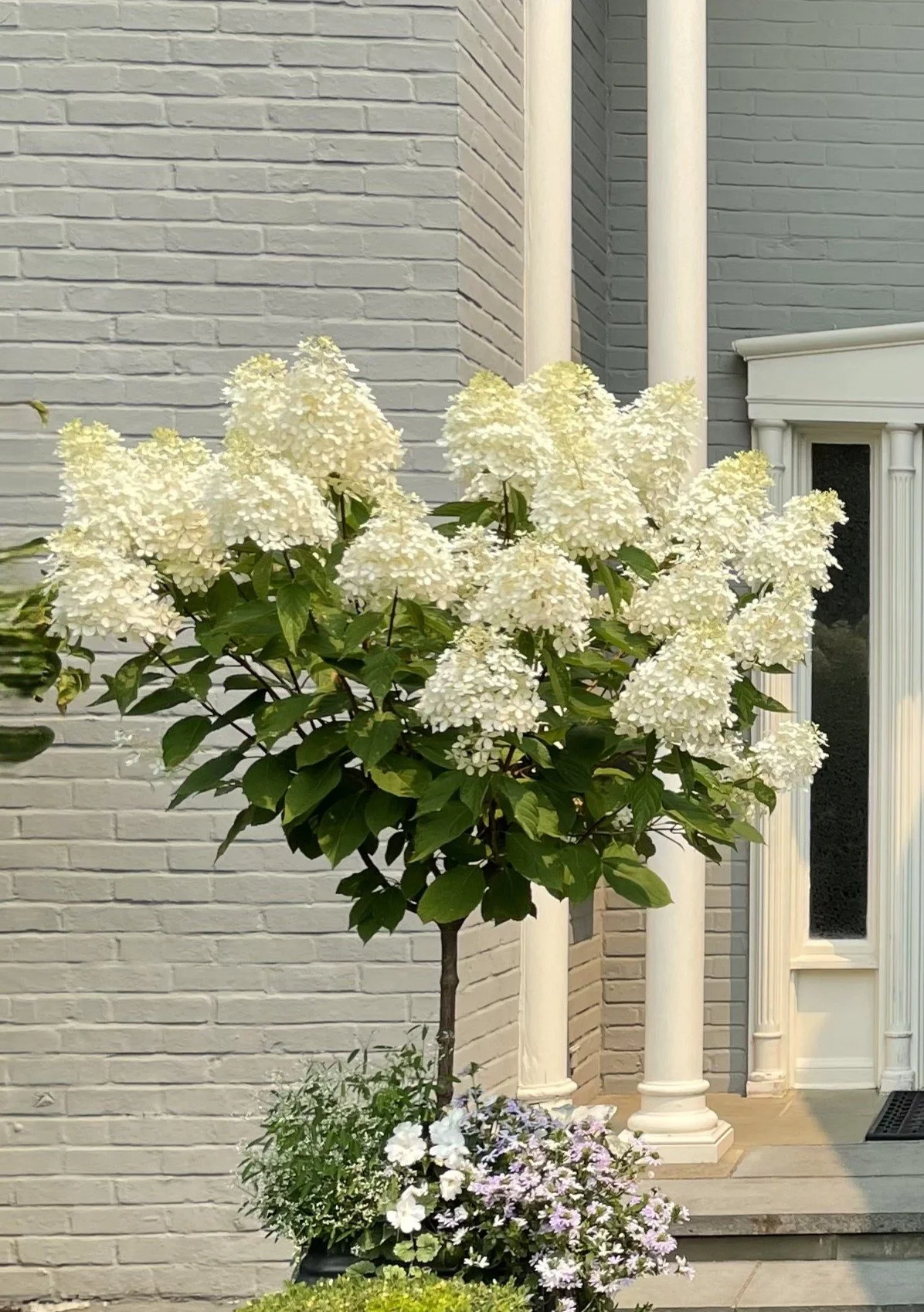 White Limelight hydrangea patio tree planted in front of a white brick house wall with white columns and a front porch.