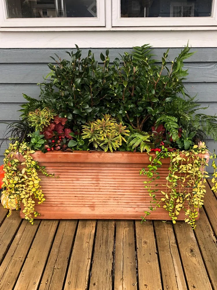 A large rectangular terracotta planter box filled with various green and yellow plants, sitting on a wooden deck against the exterior wall of a house with gray horizontal siding and a window above.