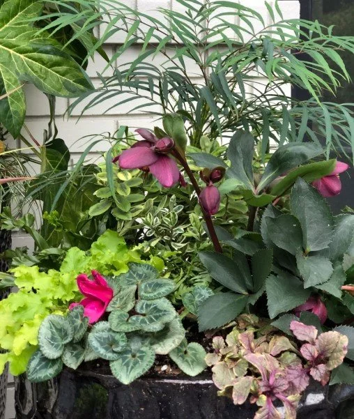 Close-up of fall container planting in gold and rose tones. Plants include Hellebore Ice-n-Roses Red, Ajuga Burgundy Glow, Cyclamen 'Latinia Lilac', Heuchera Lime Marmalade