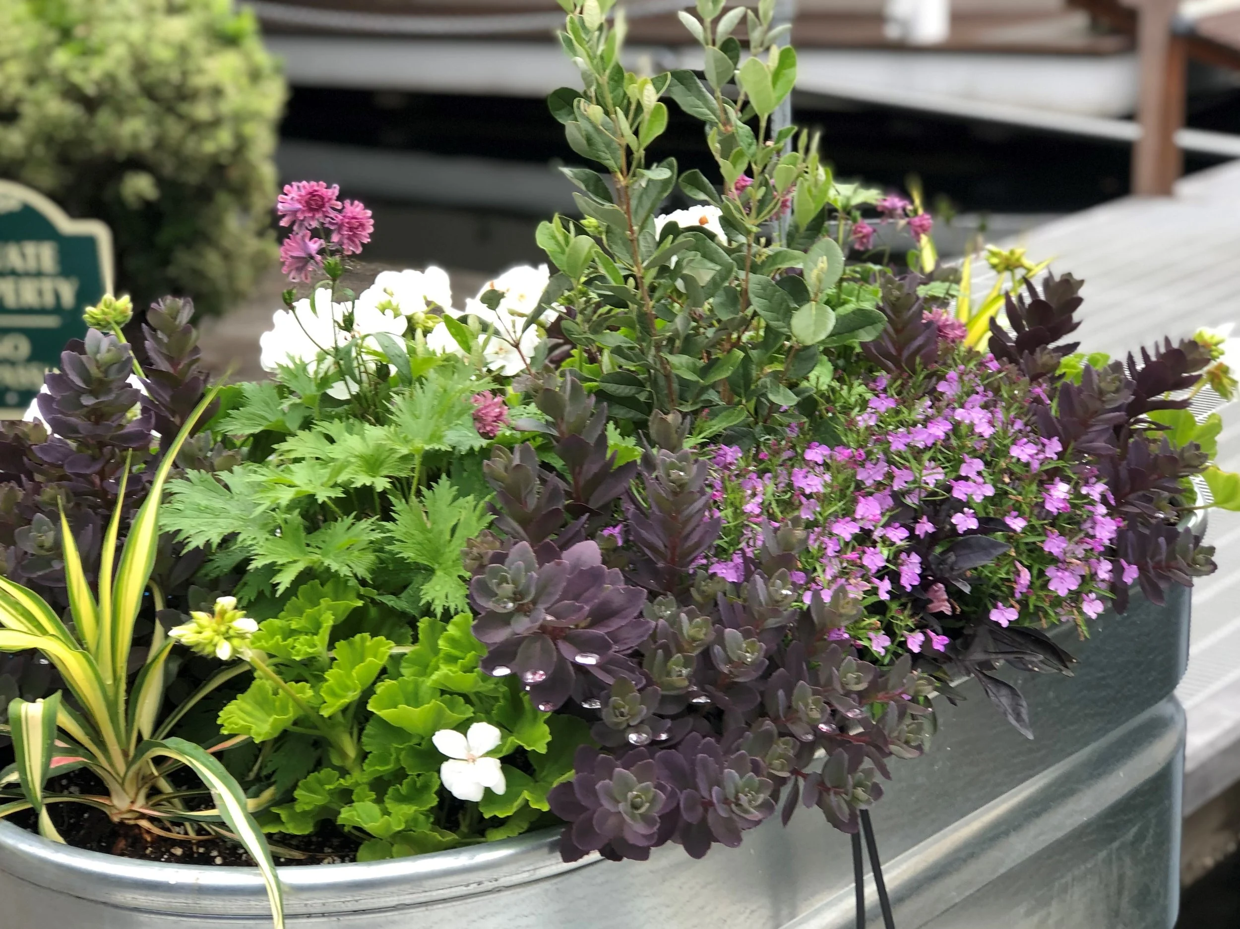 Mixed planting of annuals, perennials, edibles, in lavender, burgundy and white theme in a metal trough planter