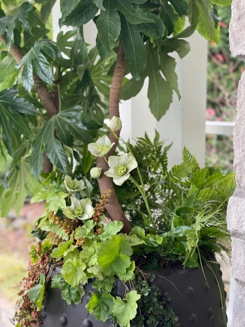 Faux white hellebore and amber colored berries blend seamlessly with the live plants in this winter planting.