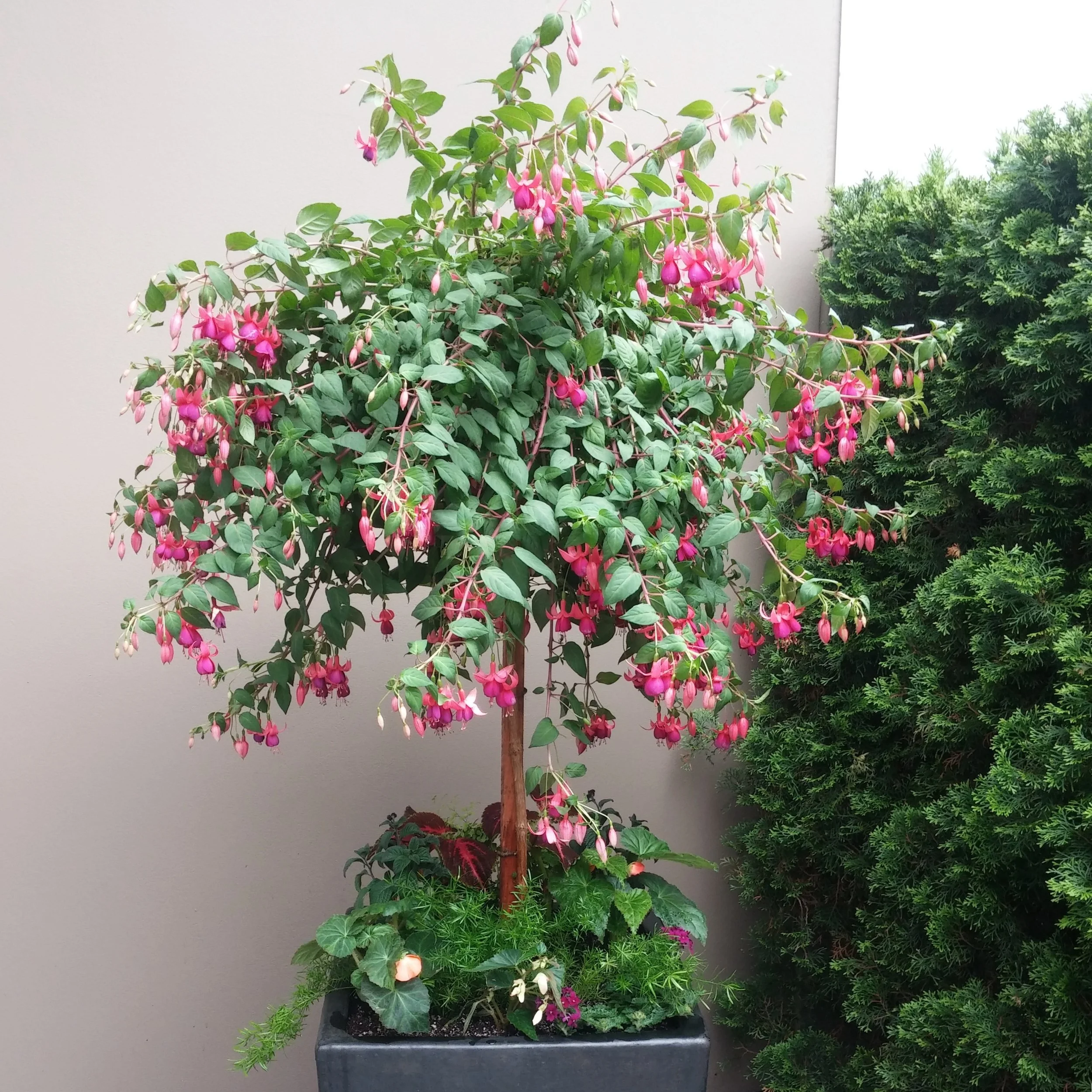 Potted pink fuschia tree underplanted with summer seasonal color against stark cream wall