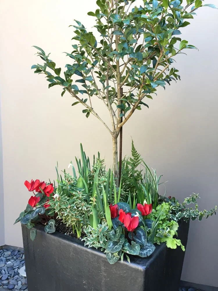 A rectangular black planter containing a small tree surrounded by red flowers, leafy plants, and green foliage.