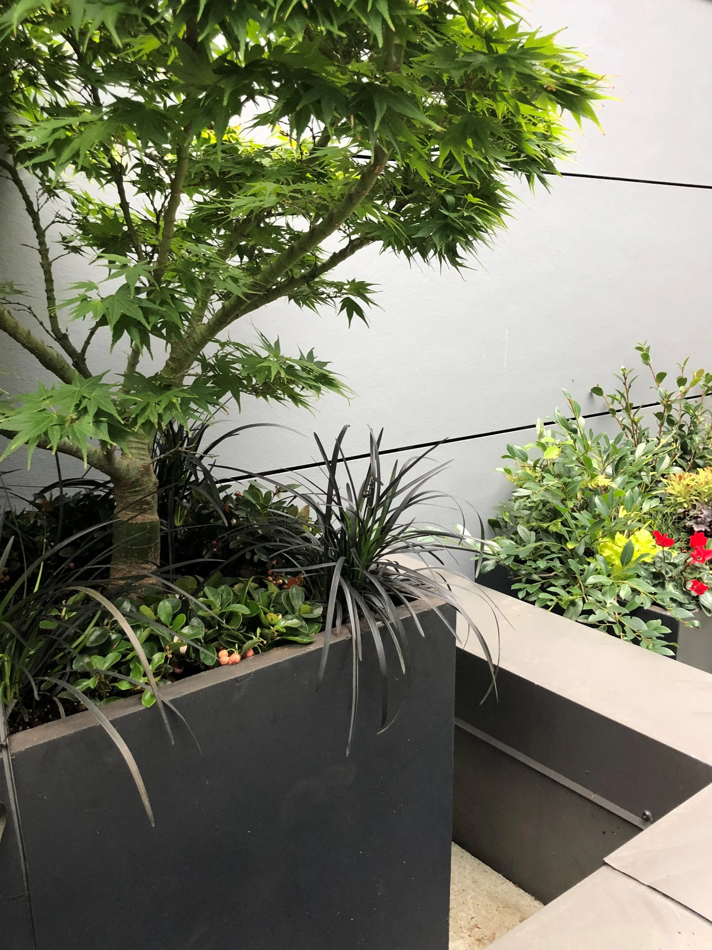 Japanese Maple underplanted with mondo grass and gaultheria in a dark fiberstone planter