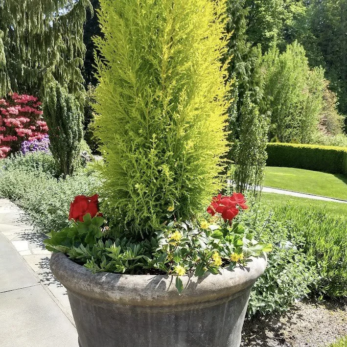 Cypress Wilma Goldcrest on patio underplanted with red geraniums and trailing plants
