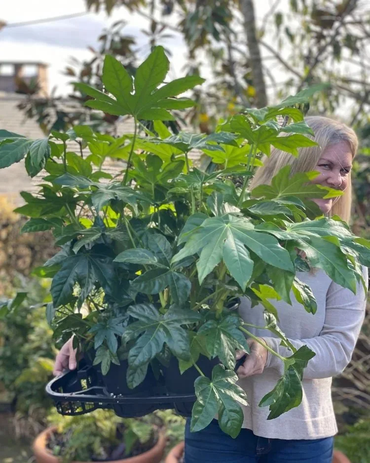 A woman holding a large potted plant with big green leaves outdoors.
