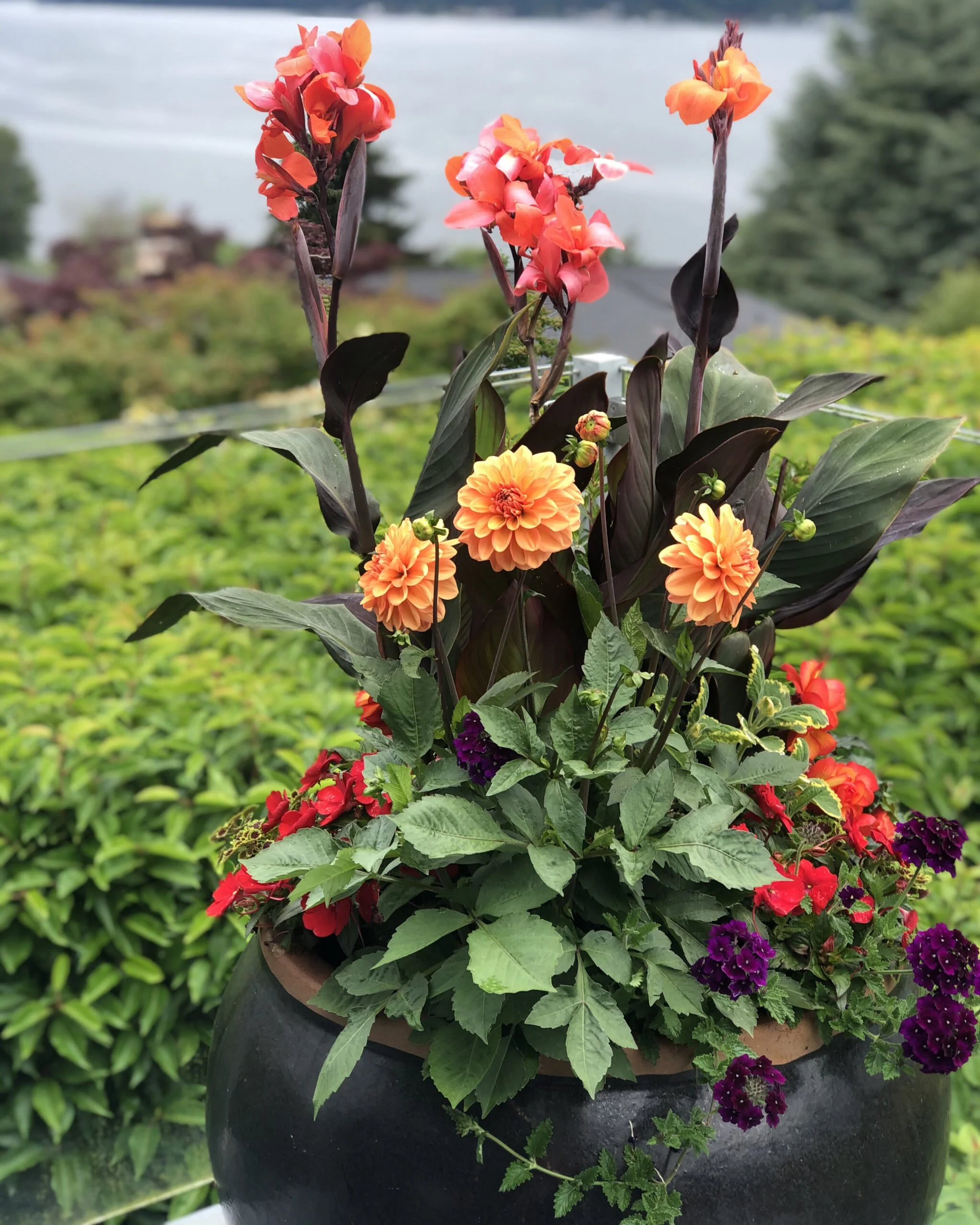 Vibrant summer container planting. An arrangment of red canna and impatien blooms. Peach colored dahlias, and violet verbena