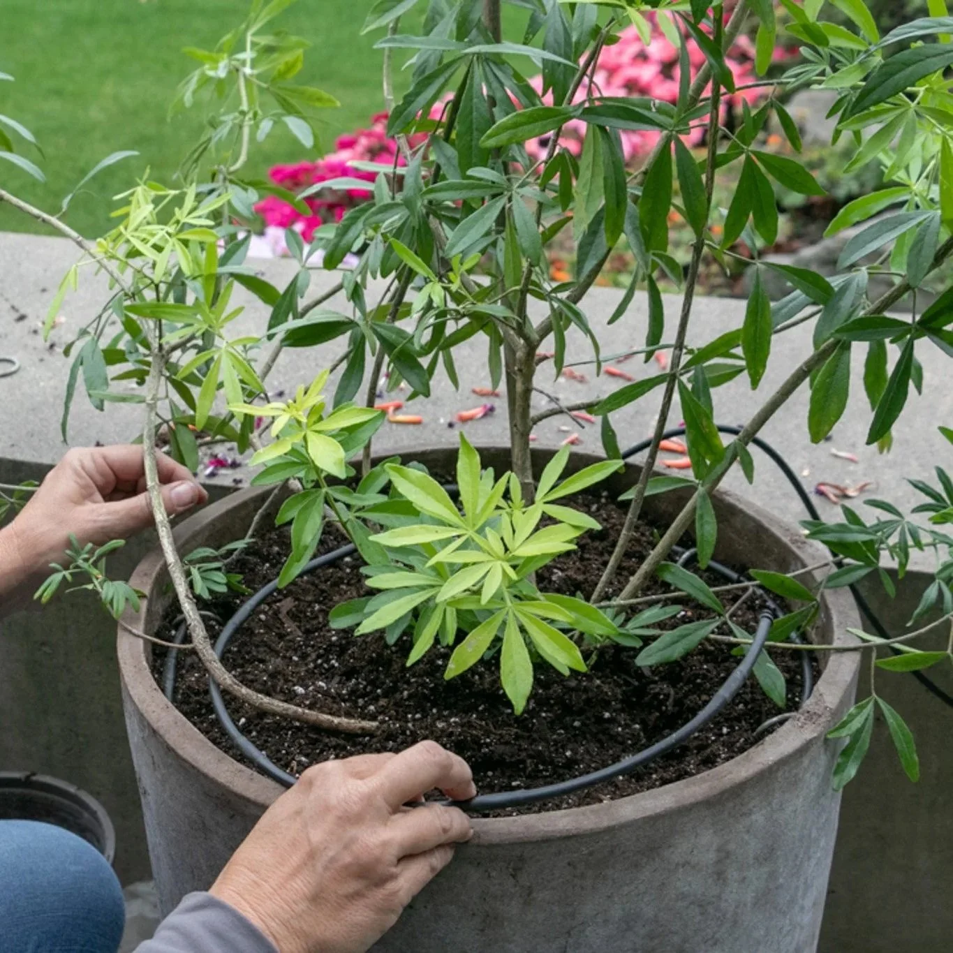 Cindy Funes planting setting up drip irrigation in a round pot surrounded by a garden with pink flowers in the background.