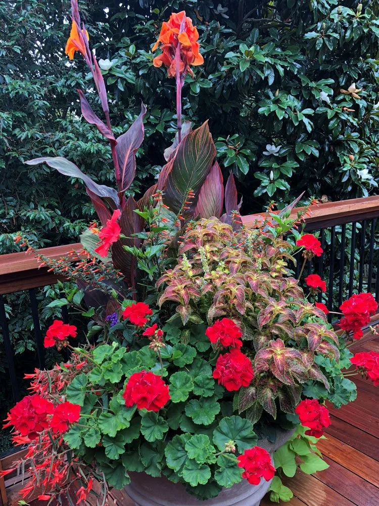 A lush potted garden with red geraniums, purple leaves, and tall orange flowers on a wooden deck with a black railing and green shrubbery in the background.