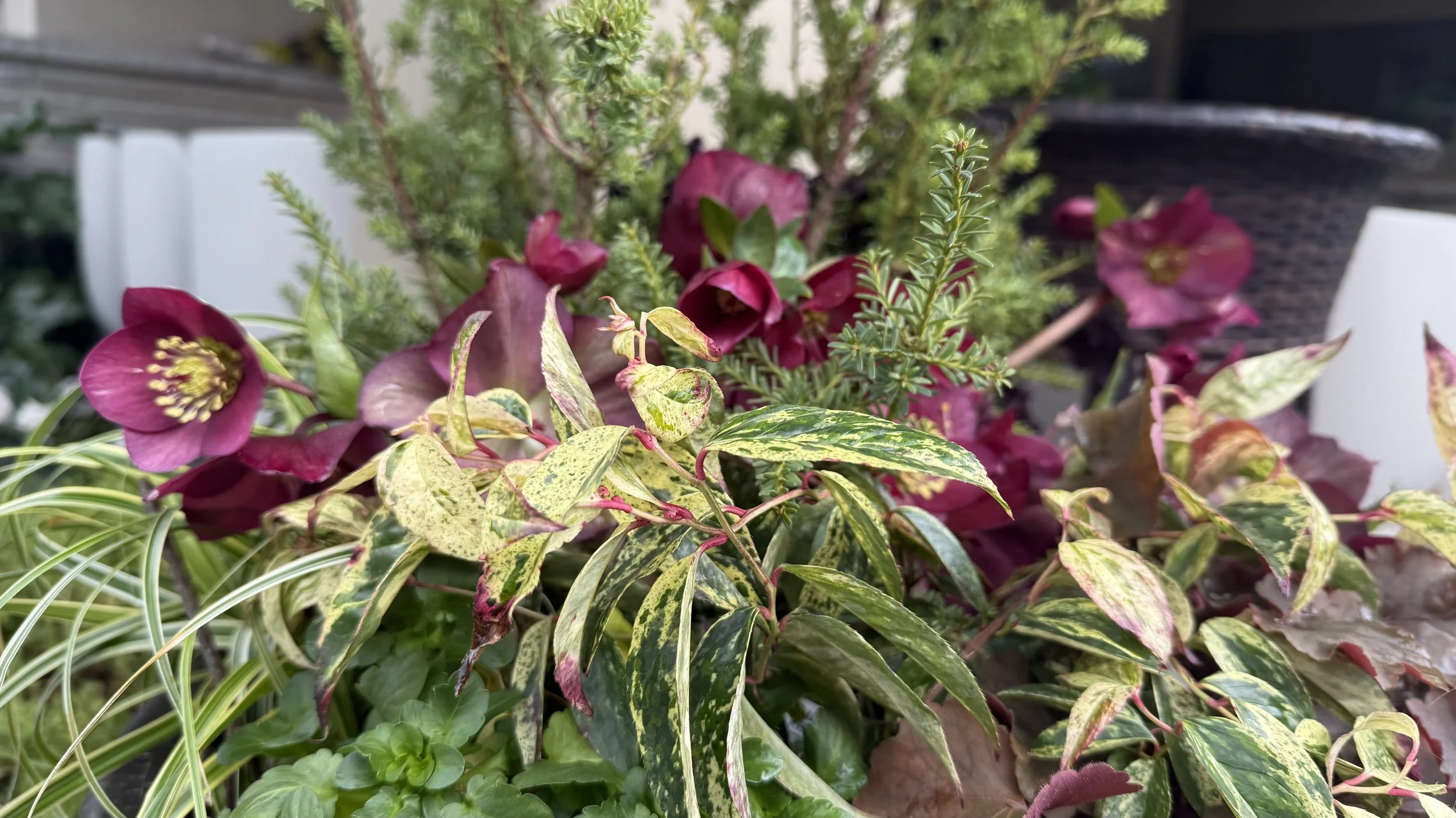 Various colorful plants and flowers, including pinkish-purple blooms and variegated green leaves, arranged in a garden setting.