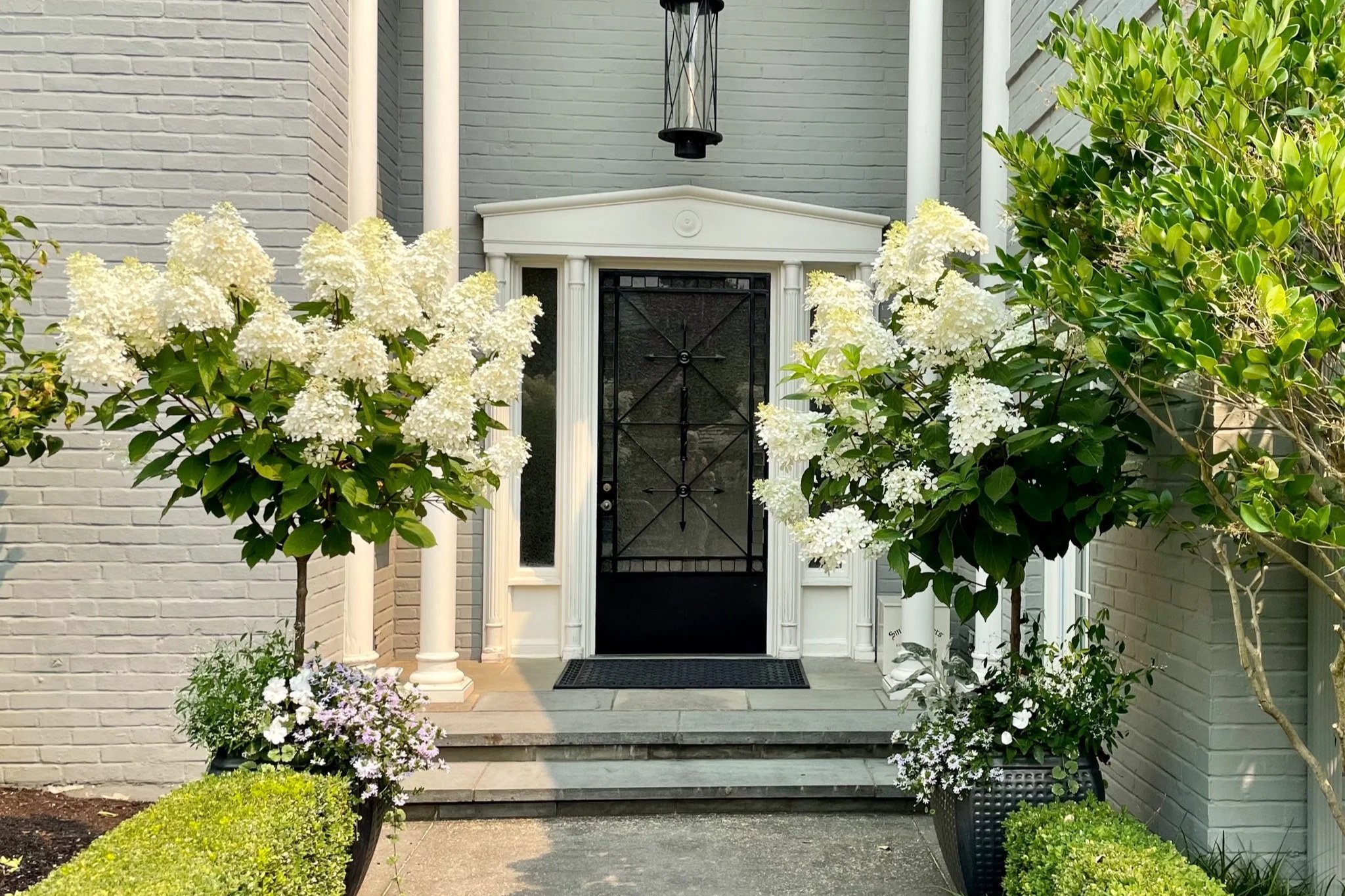 A pair of Limelight Hydrangea trees in containers at front entry of a home