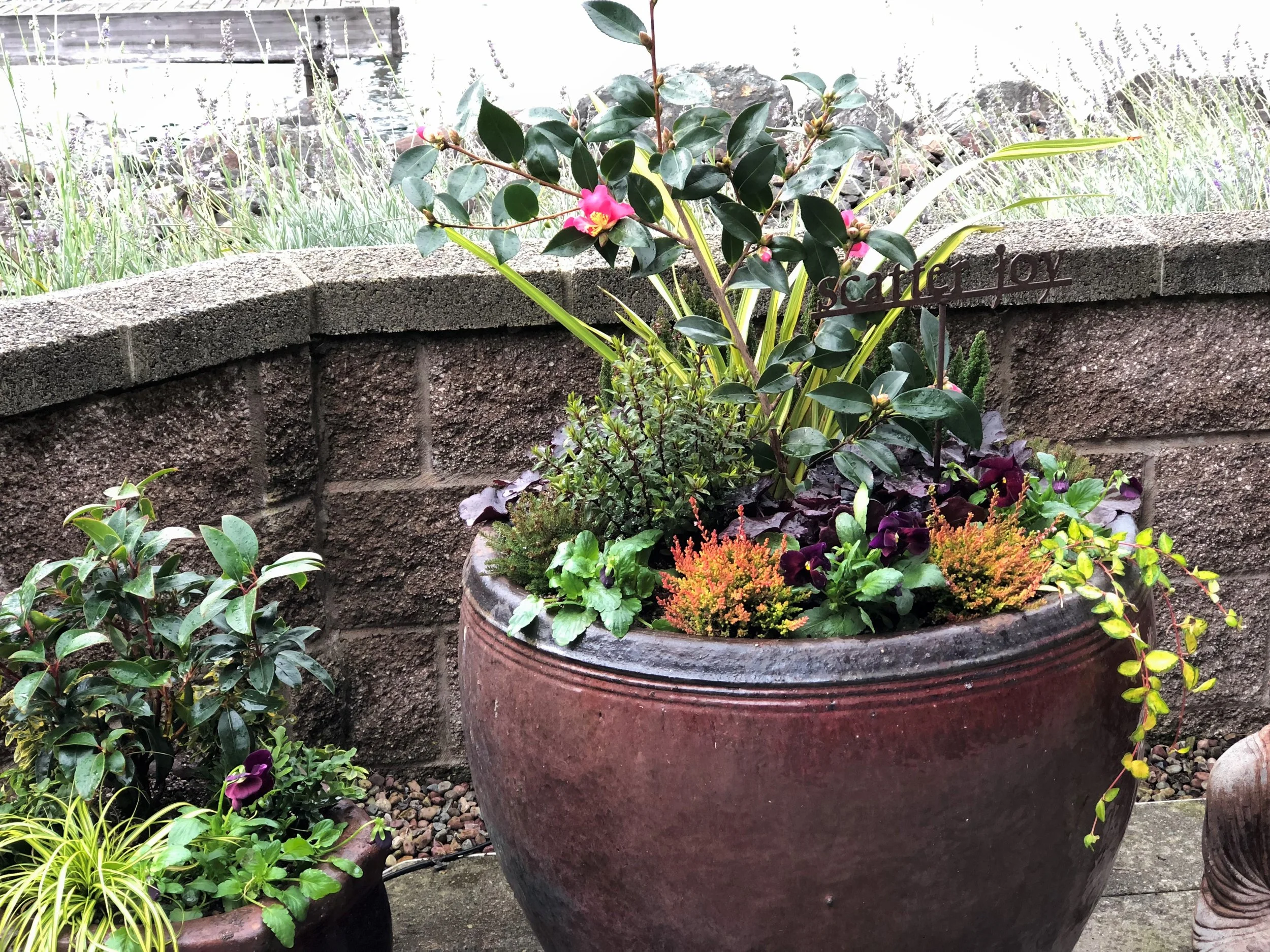 Fall Seasonal Container Planting with heather, flax, camellia, hebe, vinca and pansies.