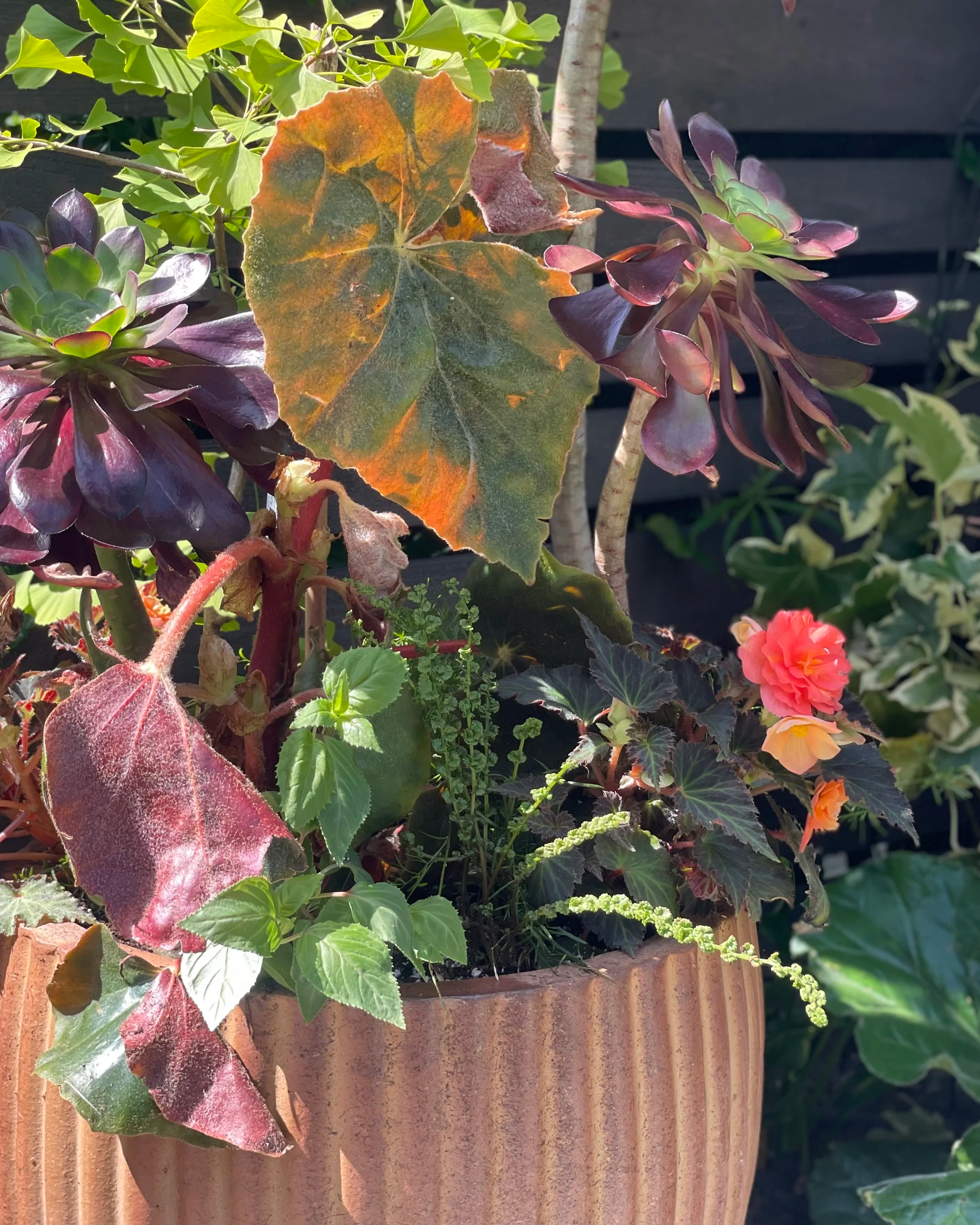 Close-up image of Aeonium 'Cyclops', Begonia venosa and Tatting fern highlighting textural differences in container planting